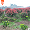 紅葉石楠球庭院綠化苗木批發 樹苗 工程專用四季常青綠化基地直銷
