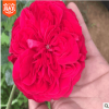 龍沙寶石歐月月季花苗扦插大苗紅龍色爬藤本庭院芳香花園植物玫瑰