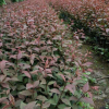 基地批發紅葉榆葉梅 園林綠化工程 復葉槭小苗 行道風景樹1