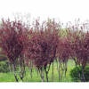 東方園藝場大量供應綠化用紫葉李