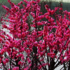 紅梅苗 觀賞植物 耐寒 梅花樹(shù) 紅梅小苗