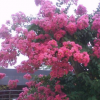 紫薇，紫薇花，紫薇樁，綠化苗木批發(fā)