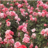 四季春園林綠化用月季多色可選