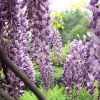 紫藤1