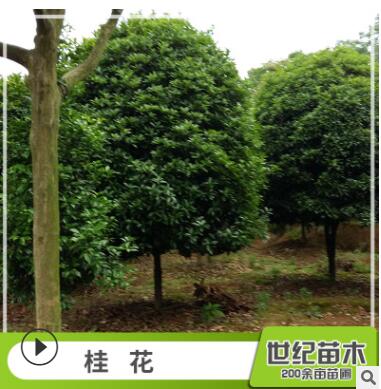 批發(fā)桂花樹(shù)苗 常綠喬木桂花樹(shù) 丹桂 桂花苗批發(fā)