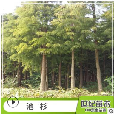 池杉水杉苗批發(fā) 工程綠化苗木 池杉樹(shù)苗 直銷(xiāo)行道樹(shù) 池杉