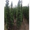廣東龍柏2米高袋苗。揭陽基地直銷