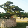 苗圃種植 行道觀賞松樹 造型白芽松 綠化苗木 易成活 質優(yōu)價優(yōu)