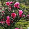 供應精品茶梅球 多種規(guī)格茶梅球批發(fā)供應價格優(yōu)