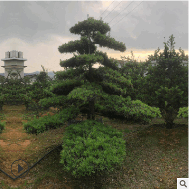 現(xiàn)挖現(xiàn)賣精品造型樹 10公分造型羅漢松 自家苗圃貨源足羅漢松價(jià)優(yōu)