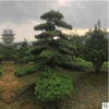 現(xiàn)挖現(xiàn)賣精品造型樹 10公分造型羅漢松 自家苗圃貨源足羅漢松價(jià)優(yōu)