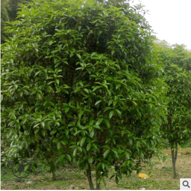 八月桂花樹 精品四季紅桂花樹 園林景觀綠植基地