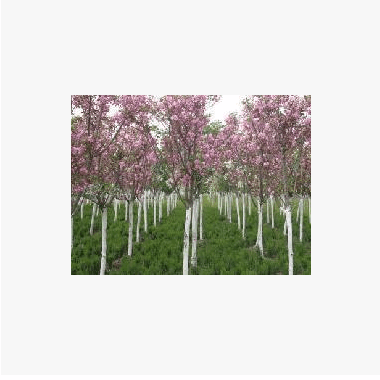 供應(yīng)各種工程苗木玉蘭、紫玉蘭、黃玉蘭、紅玉蘭、白玉蘭、山玉蘭