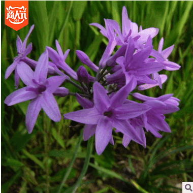 大量批發園林綠化植物 紫嬌花種苗