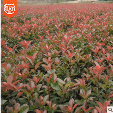 大量供應各種苗木 種苗 種子 基地直銷 優質 紅葉石楠苗 石楠球