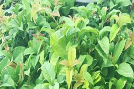 批發(fā)四季嫁接桂花樹苗花卉盆栽植物庭院室內(nèi)觀帶花四季桂金桂丹桂