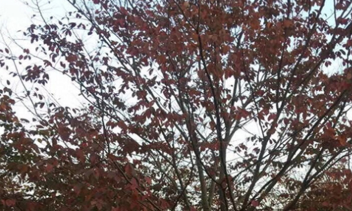 批發(fā)櫸樹 紅櫸樹 大葉櫸樹 8公分 10公分 12公分 15公分 20公分等