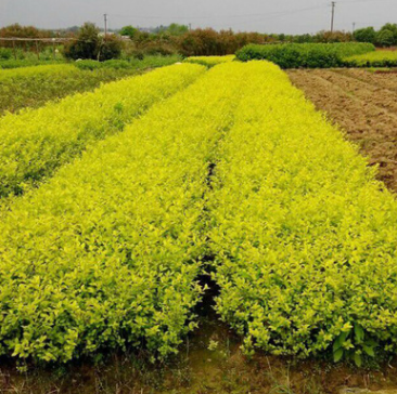 綠化苗金葉女貞樹苗庭院綠化小區園林綠化樹苗 四季常青庭院植物