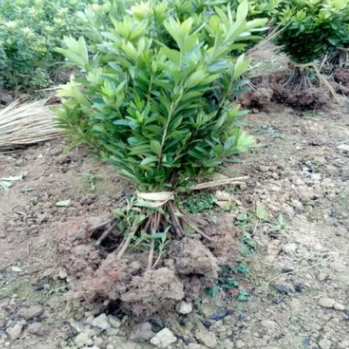 產地直銷毛杜鵑 春娟小苗 庭院綠化工程苗木量大價優