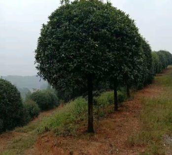 咸寧桂花樹八月金桂丹桂四季桂 大桂花