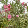 夾竹桃