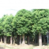苗木截桿移栽香樟，骨架移植香樟