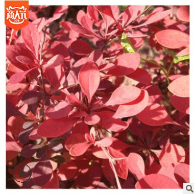 紅葉小檗色塊苗批發(fā) 綠化苗木基地 園林綠化風(fēng)景樹苗 灌木花苗