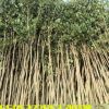 大葉女貞樹苗批發基地苗圃直供園林工程綠化用苗大葉女貞全規格苗