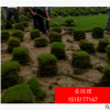 綠化草坪小區(qū)別墅風(fēng)景區(qū)真草坪草皮帶泥土綠化草皮護坡草皮