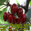 高產(chǎn)量的新品種櫻桃樹 大量出售嫁接櫻桃樹 易成活的櫻桃樹