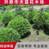 大量供應(yīng)露地球形水蠟球 綠色叢生水蠟直供 園林植物水臘堆批發(fā)