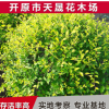 天晟花木基地供應(yīng)金葉榆球 園林植物檜柏球水蠟球 中華金葉榆球