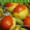 出售嫁接棗樹苗 冬棗樹苗 規(guī)格全 根系發(fā)達(dá) 成活率高 量大優(yōu)惠
