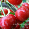大量批發(fā)大紅燈櫻桃0.6-3公分庭院地栽盆栽果樹苗產(chǎn)量豐盛