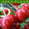 出售大紅燈 櫻桃樹苗 布魯克斯 拉賓斯櫻桃苗 根系發(fā)達(dá)量大優(yōu)惠
