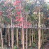 物美價廉優質大葉紫薇移植袋苗批發**只要120元