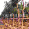 福建黃花風鈴木移植苗 黃花風鈴木價格優惠