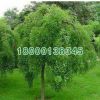 苗木批發(fā)綠化工程垂槐小苗 規(guī)格齊全 園林綠化工程苗木 垂槐