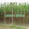 基地批發(fā) 綠化苗木意楊樹苗 林毛白楊 速生楊樹苗綠化環(huán)境行道樹