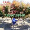 基地直銷綠化苗木 五角楓小苗 綠化環(huán)境 五角楓 綠化苗批發(fā)
