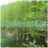 綠化工程苗木批發(fā) 水杉小苗 規(guī)格齊全 根系發(fā)達 庭蔭樹 水杉苗
