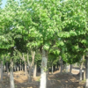 大量供應15-30公分梧桐樹 大規格法桐 移栽法桐 法桐樹苗批發