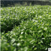 家庭園藝用楠袋種苗景觀苗木 花圃苗圃觀葉類火力楠袋樹苗批發