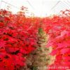 紅楓 中國紅楓樹苗基地供應(yīng) 綠化苗木庭院植物