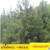 基地種植白皮松 易成活易管理園林綠化用白皮松 白皮松價格優(yōu)惠