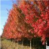 現(xiàn)貨供應(yīng)美國紅點紅楓樹 行道樹綠化紅楓樹規(guī)格全 紅楓價格