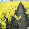 供應綠化苗木金葉榆供應 金葉榆樹苗 園林庭院綠化工程苗木批發
