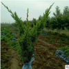 四季常青植物造型鋪地柏盆景綠化苗沙地柏苗庭院桌面擺放盆栽批發(fā)