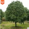 重陽(yáng)木批發(fā)行道觀葉植物重陽(yáng)木樹(shù)苗園林綠化苗木重陽(yáng)樹(shù)量大優(yōu)惠