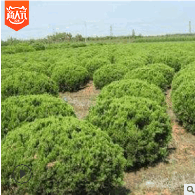 供應(yīng)優(yōu)質(zhì)塔柏球 耐寒耐旱 塔柏球批發(fā) 工程園林綠化塔柏 規(guī)格齊全